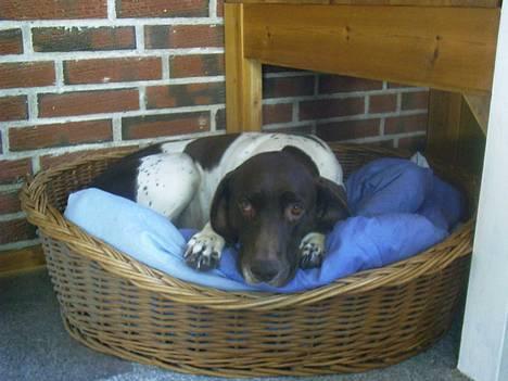 Gammel dansk hønsehund - Fie - Okay, kurven går an efter dynen er kommet i, men sengen ovenpå er meget bedre! Foto: Kamille Hansen billede 17