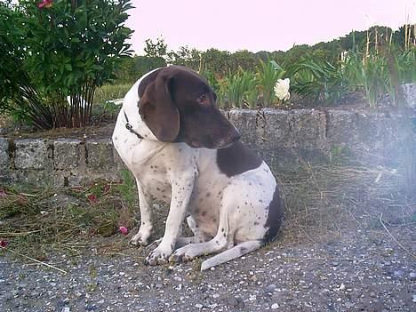 Gammel dansk hønsehund - Fie - Er der en flue? Foto: Kamille Hansen billede 18