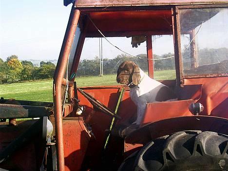 Gammel dansk hønsehund - Fie - Hvordan styrer man sådan en tingest? billede 19