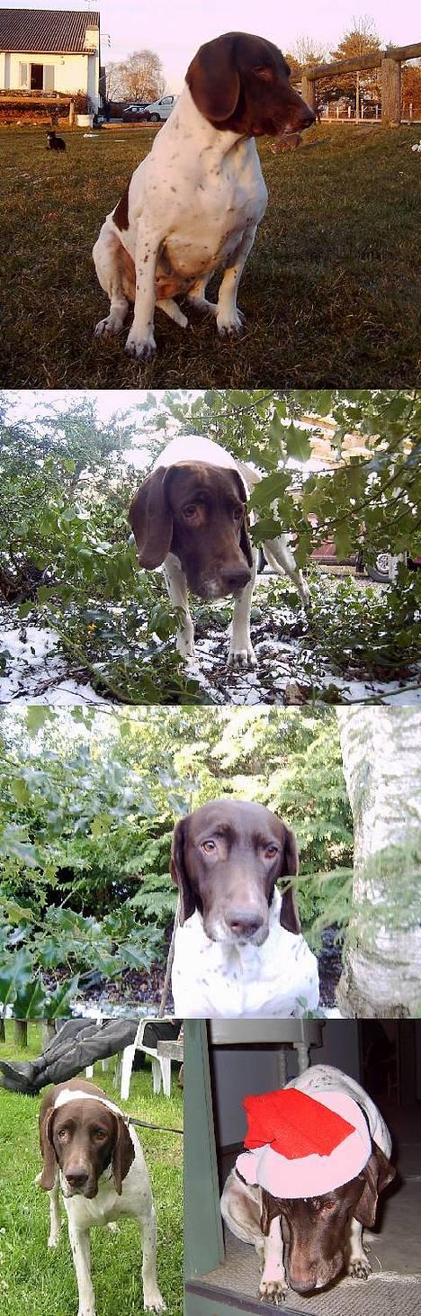 Gammel dansk hønsehund - Fie billede 20