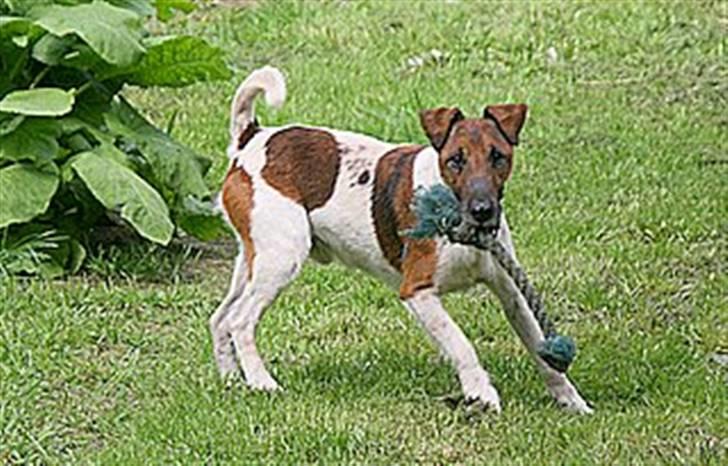 Glathåret foxterrier Egelykke " Svendsen " - er jeg ikke en flot fyr !! billede 5