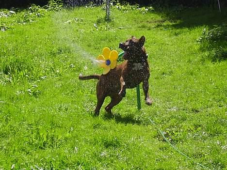 Amerikansk staffordshire terrier gang-staff trust me  billede 12