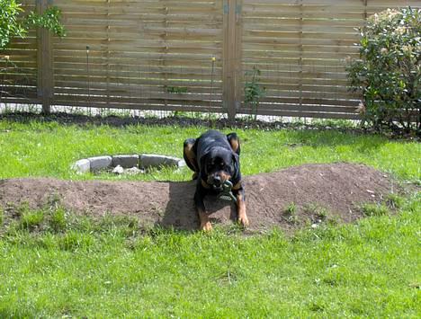 Rottweiler Rex billede 15