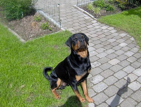 Rottweiler Rex - Sidder lige og soler mig:) billede 16