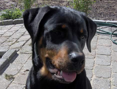 Rottweiler Rex billede 17