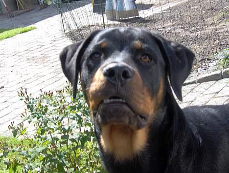 Rottweiler Rex billede 18