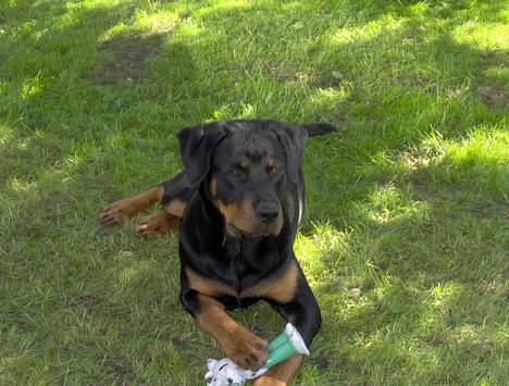 Rottweiler Rex - Passer på mit pivdyr billede 19