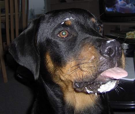 Rottweiler Rex - Ho Ho Ho.... Jeg har fået skæg som julemanden;) billede 20