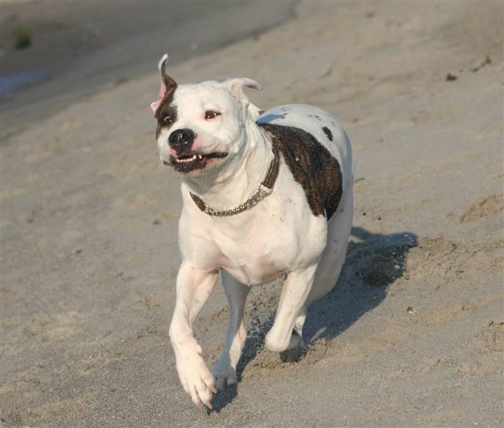 Amerikansk bulldog Nala *Kællingen* - Det billede vi vandt med i hund&træning *g* billede 12