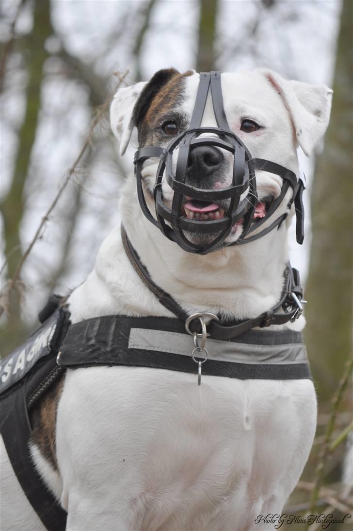 Amerikansk bulldog Nala *Kællingen* - Smukke pigen med tremmer =)  Fotograf. Nina Flintegaard billede 16