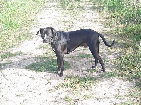 Amerikansk staffordshire terrier Buzz  *Hvil i fred* - få det cam væk mor... billede 15