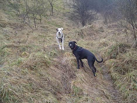 Amerikansk staffordshire terrier Buzz  *Hvil i fred* - Buzz og Nala i klitterne     billede 16