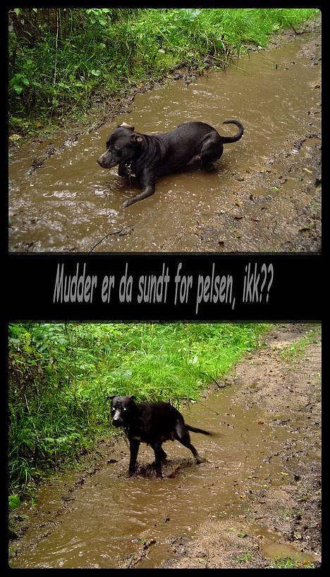 Amerikansk staffordshire terrier Buzz  *Hvil i fred* - tjaaa... et bad måske. billede 17