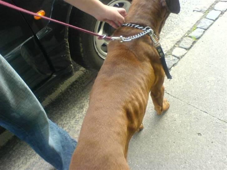 Amerikansk staffordshire terrier Buzz  *Hvil i fred* billede 18