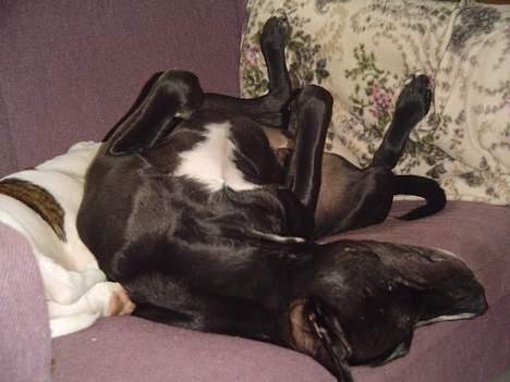 Amerikansk staffordshire terrier Buzz  *Hvil i fred* - zzzz.... billede 19