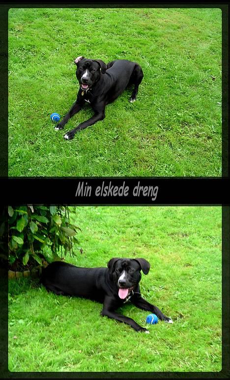 Amerikansk staffordshire terrier Buzz  *Hvil i fred* - Savnet HVER dag billede 20