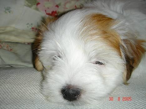 Coton de tulear Shiba - han hviler lige hovedet på mit skød. billede 1
