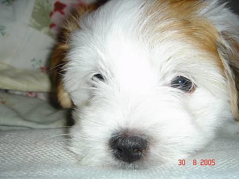 Coton de tulear Shiba - det er hårdt og have en storesøster der bider en i øret heletiden. billede 2