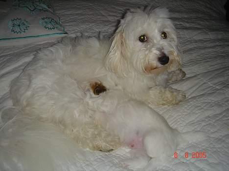 Coton de tulear Shiba - hos mor. billede 3