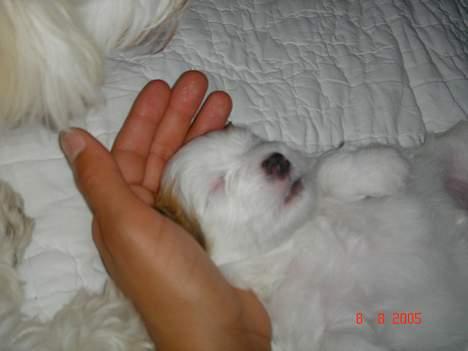 Coton de tulear Shiba - han er faldet i søvn i hånden.. billede 4