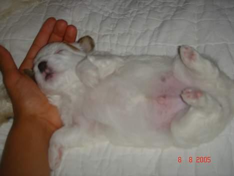 Coton de tulear Shiba - gab zzzZZZzzzZZZzz billede 5