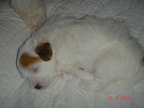 Coton de tulear Shiba billede 6