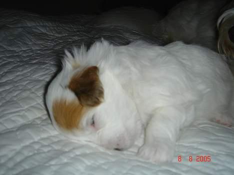 Coton de tulear Shiba billede 7