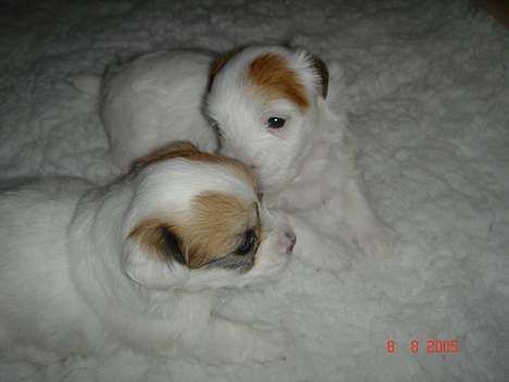 Coton de tulear Shiba billede 8