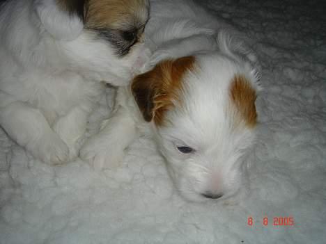 Coton de tulear Shiba billede 9