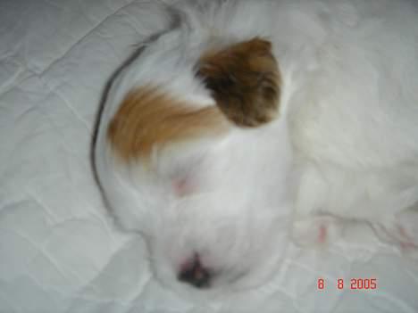 Coton de tulear Shiba billede 10