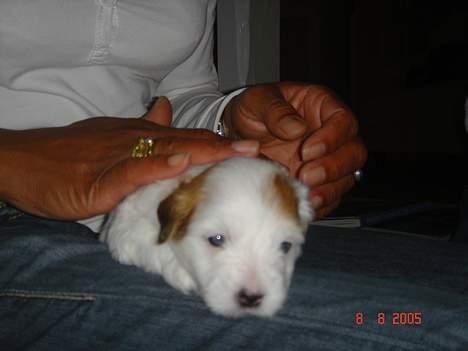 Coton de tulear Shiba billede 11