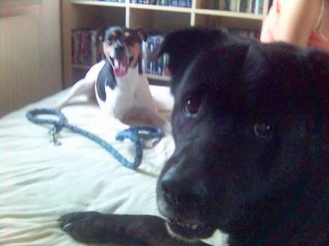 Blanding af racer Tazman - Tazman sammen med hans lille nye ven Milo. :-) billede 19