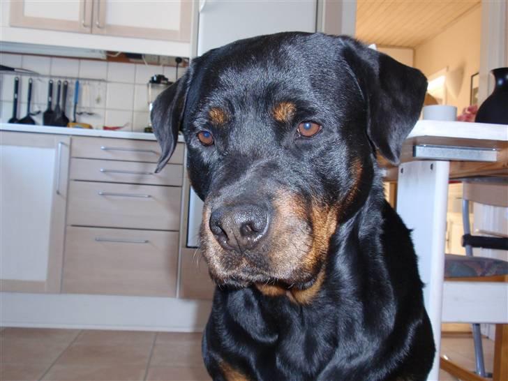 Rottweiler Nuance`s Enzo billede 1
