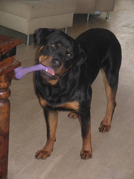 Rottweiler Nuance`s Enzo - Er jeg ik nuser  ;-)   23/11-05 billede 2