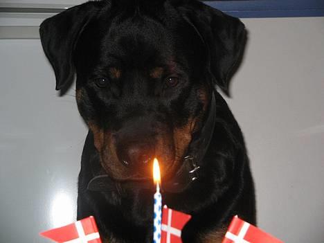 Rottweiler Nuance`s Enzo - Hold nu kæft og sig jeg må spise den !!!!!!!     20/12-05 billede 3