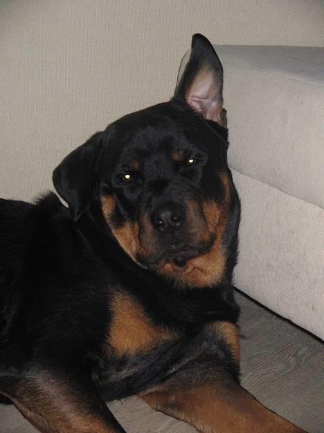 Rottweiler Nuance`s Enzo - Ja Ja mor.... Jeg hører efter.......   25/11-05   billede 4