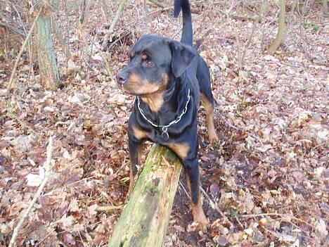 Rottweiler Nuance`s Enzo - d. 30//12-06 billede 5