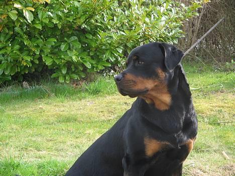 Rottweiler Nuance`s Enzo - 7/5- 06                          billede 6
