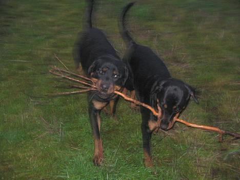 Rottweiler Nuance`s Enzo - Lady og Vagabonden :-)   4/12-05 billede 7