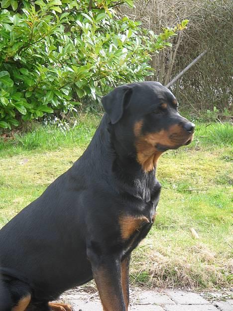Rottweiler Nuance`s Enzo - 7/5-06 billede 9