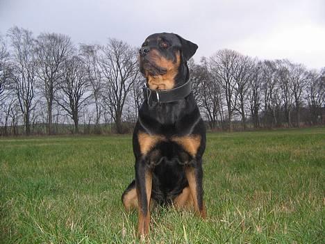Rottweiler Nuance`s Enzo - Hans kongelige højhed   Nuances Enzo.......    3/12-05 billede 11