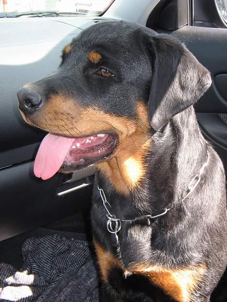 Rottweiler Nuance`s Enzo - Lige et nærbilled a skønheden !! billede 12