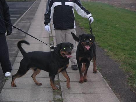 Rottweiler Nuance`s Enzo - Mig og min far !!!  D. 4/12-05  Enzo til venstre billede 13