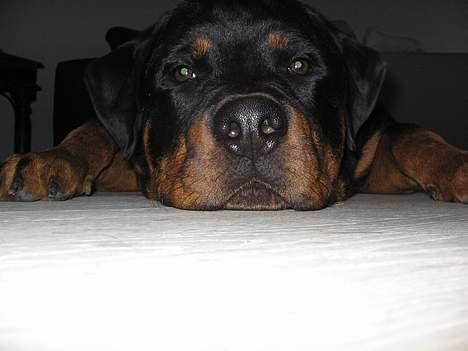 Rottweiler Nuance`s Enzo - 7 mdr. og RET lækker  ;-) billede 14