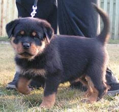 Rottweiler Nuance`s Enzo - Just a baby !!!!!!!!!!! billede 15
