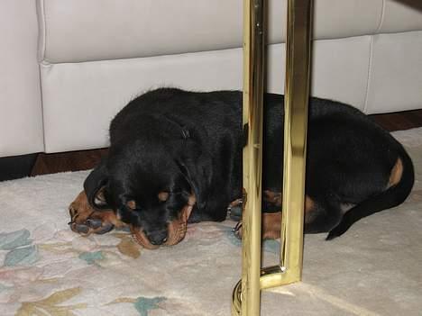 Rottweiler Nuance`s Enzo - 2 mdr. er hurtig træt,-  ja det var dengang........... billede 16