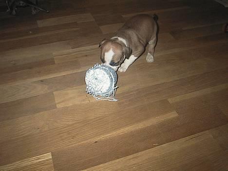 Amerikansk staffordshire terrier Kira død 2008 - Kira i sin stol billede 1