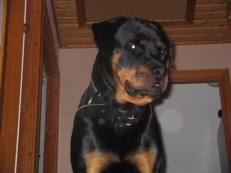 Rottweiler Nuance`s Enzo - I skal ik gå længere op a den trappe.......    23/11-05 billede 17