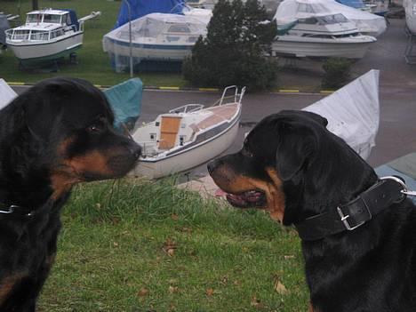 Rottweiler Nuance`s Enzo - Mig og min far !!  4/12-05   Enzo til højre billede 18