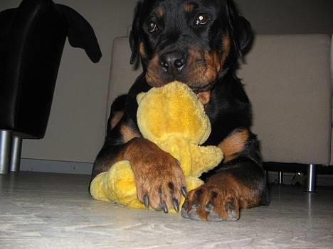 Rottweiler Nuance`s Enzo - Enzo`s første bamse,- da den var hel......   18/10-05 billede 19
